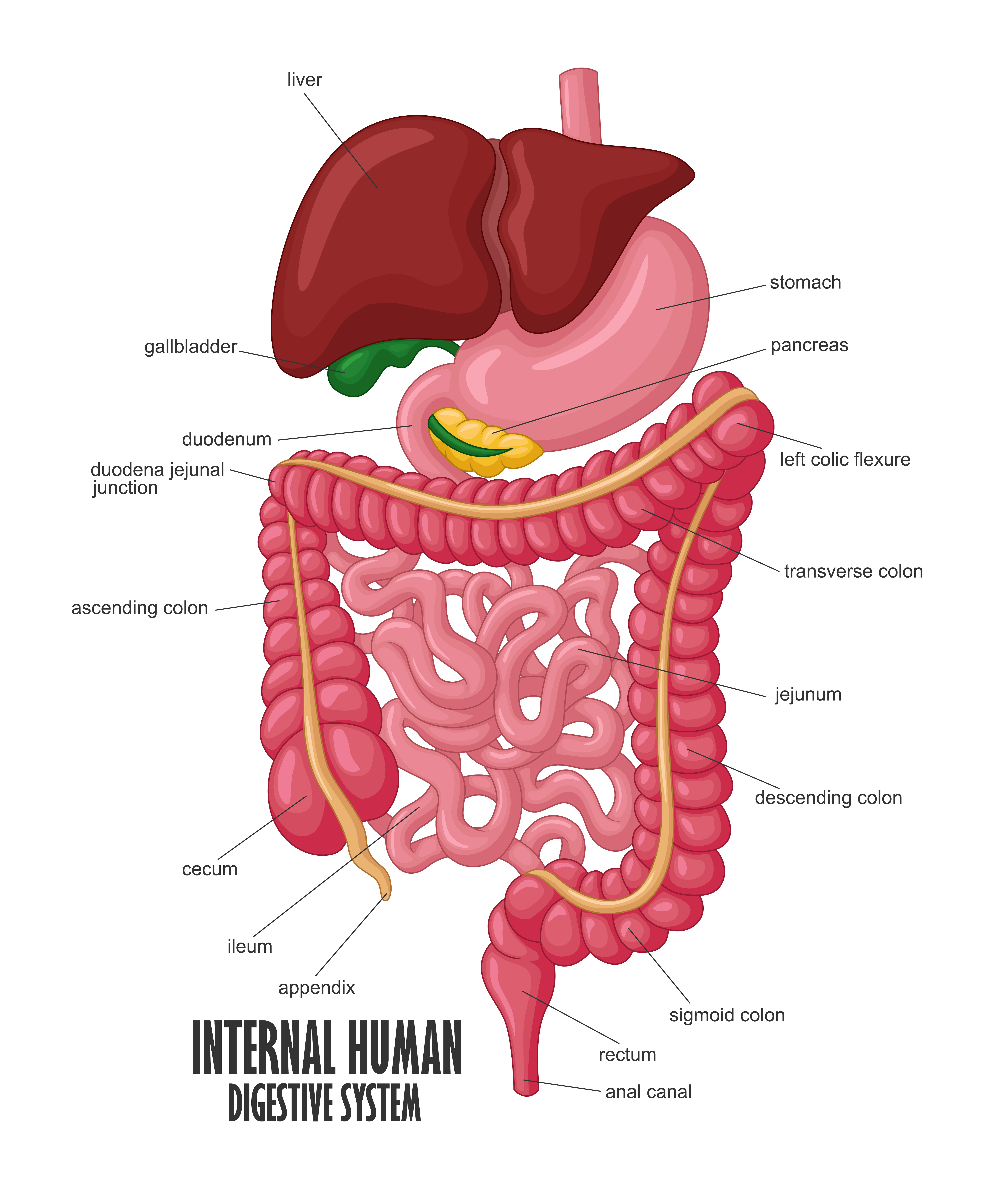 Cardiology-img