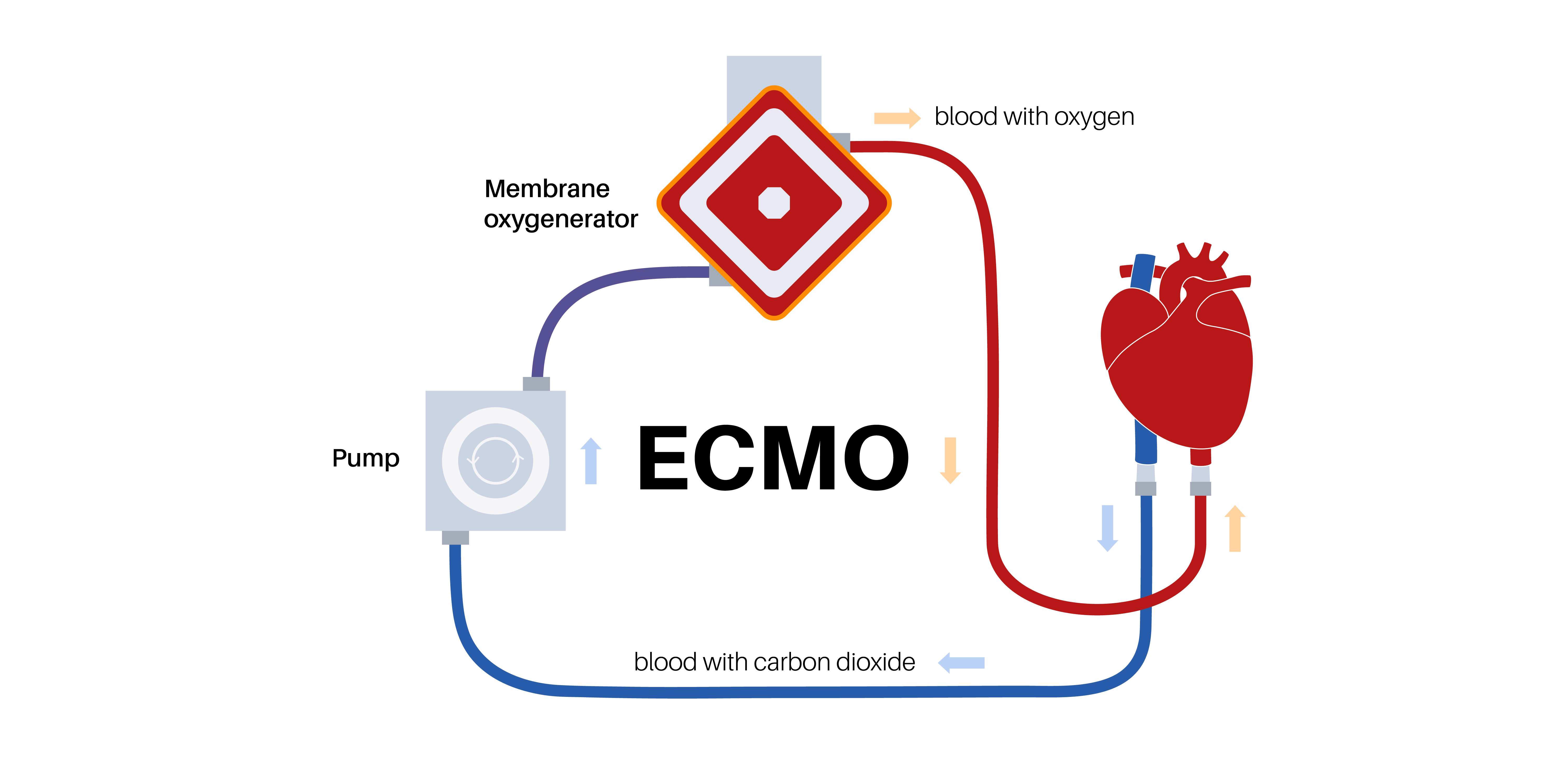 Cardiology-img