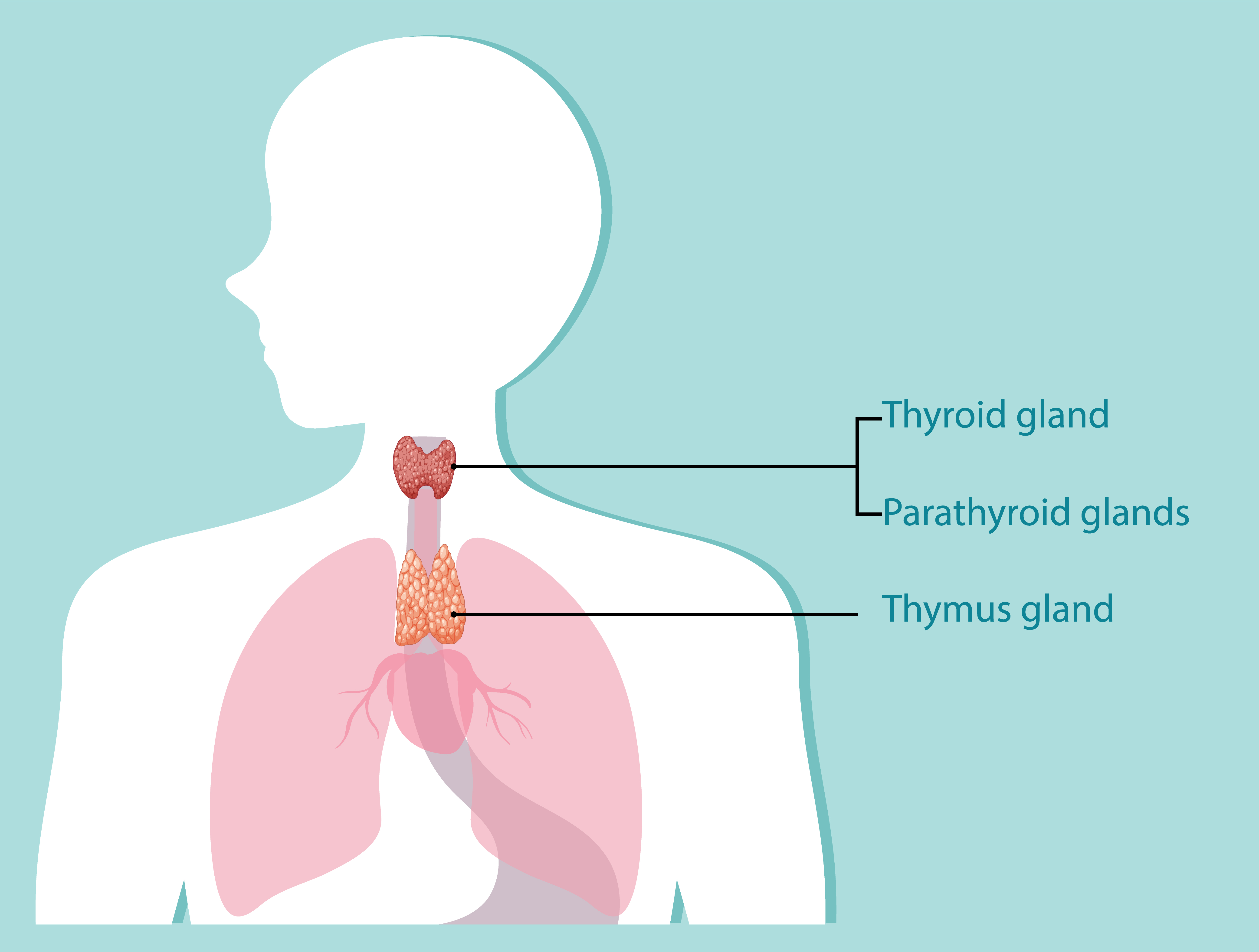 Cardiology-img